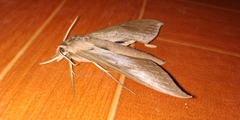 Xylophanes anubus