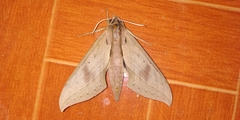 Xylophanes anubus