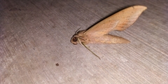 Xylophanes anubus