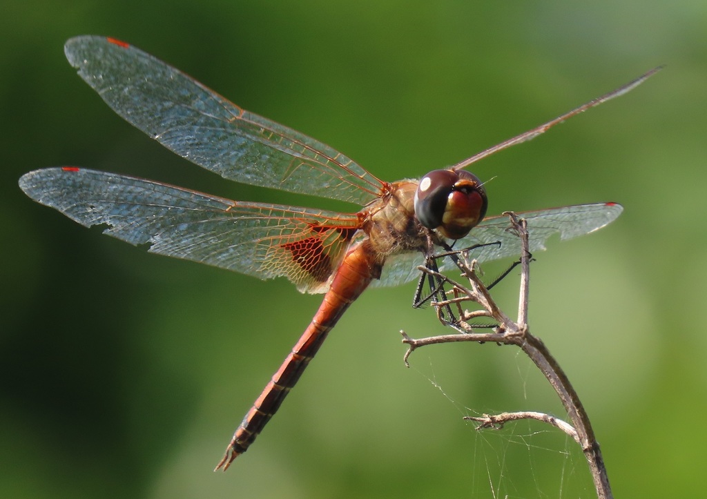Keyhole Glider