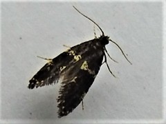 Narycia duplicella