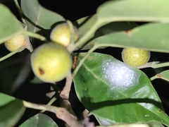 Myrmaplata plataleoides