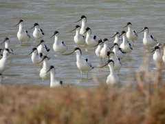 Recurvirostra avosetta