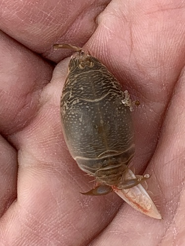 Atlantic Sand Crab, Mashpee, MA, US, photo 7 of 10
