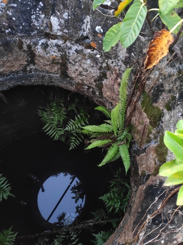 Blechnum australe (Blechnum australe)