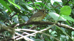 Malacoptila mystacalis