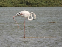 Phoenicopterus roseus