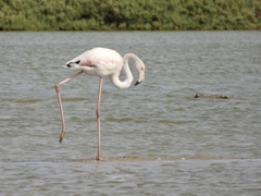 Phoenicopterus roseus