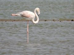 Phoenicopterus roseus