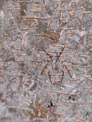 Phaeacius malayensis