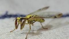 Paramantispa prolixa