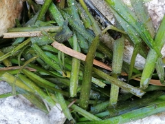 Cymodocea nodosa