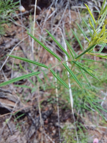 Image of Indigofera filipes by (c) Manuel R Popp, some rights reserved (CC BY)