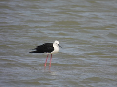 Himantopus himantopus