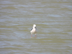 Himantopus himantopus