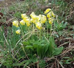 Primula veris macrocalyx
