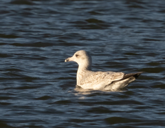 Larus argentatus