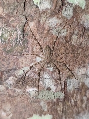 Pandercetes gracilis