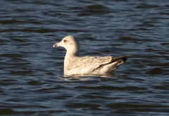 Larus argentatus