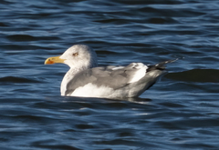 Larus fuscus