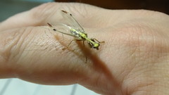 Paramantispa prolixa