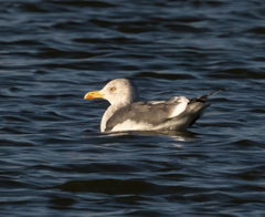 Larus fuscus