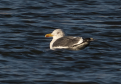Larus fuscus