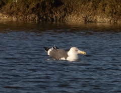 Larus fuscus
