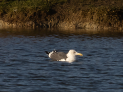 Larus fuscus