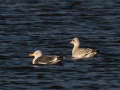 Larus fuscus