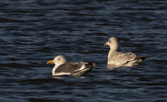 Larus fuscus