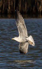 Larus