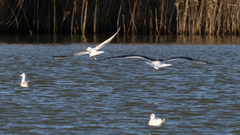 Larus