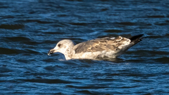 Larus fuscus