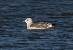 Larus fuscus