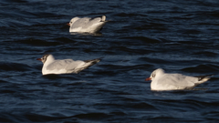Chroicocephalus ridibundus
