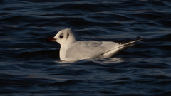 Chroicocephalus ridibundus