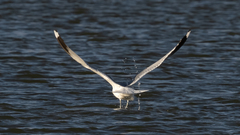 Larus canus
