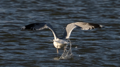 Larus canus