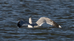 Larus canus