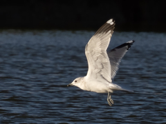 Larus canus