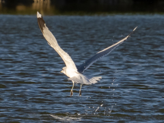 Larus canus