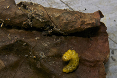 Apoderinae