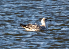 Larus argentatus