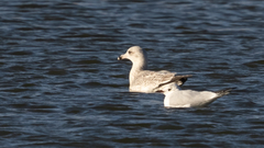 Larus argentatus