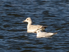 Larus argentatus