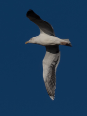 Larus marinus