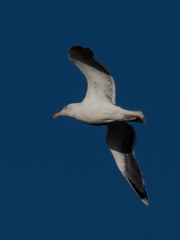 Larus marinus