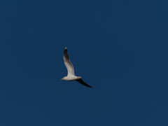 Larus marinus