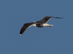 Larus marinus